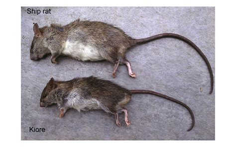 ship rat vs norway rat